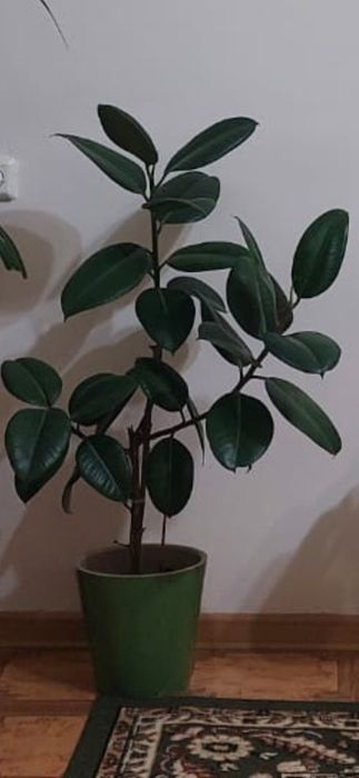 Комнатные цветы.