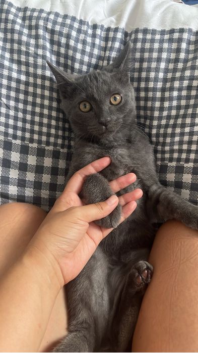 Отдам котенка в добрые руки