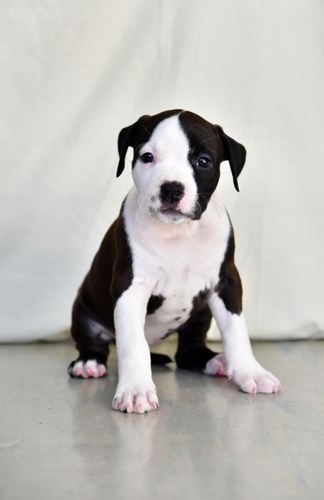 Щенки Американского Стаффордширского Терьера