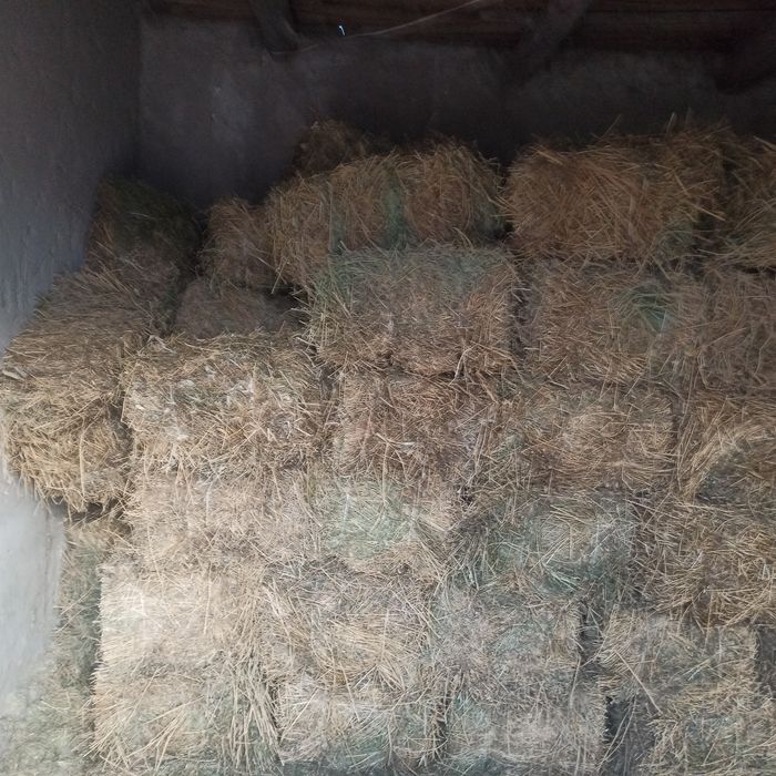 Беда пресс яхши куруг