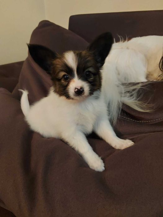 папион мъжки кученца