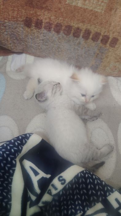 породистые котята
