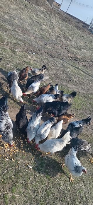 Қораздар сатылады