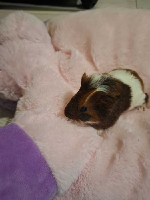 Porcusori de guineea