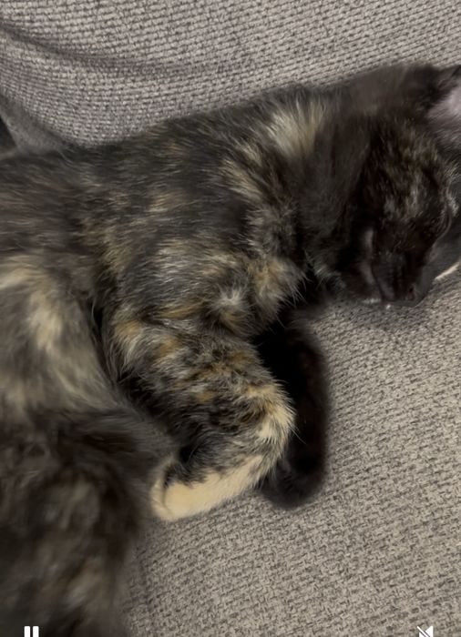 Котенок с необычным окрасом
