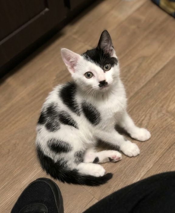 продам подозрительного котенка