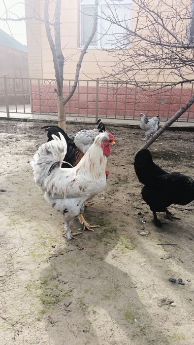 Қораздар сатылады!!!