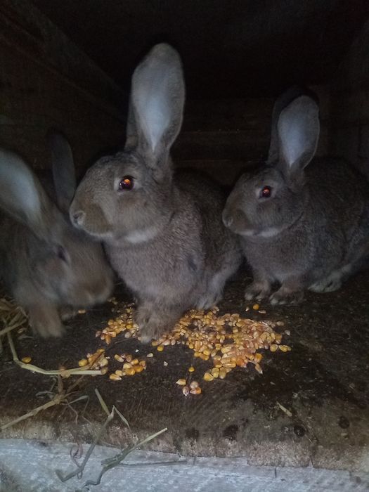 Iepuri de vânzare Prahova