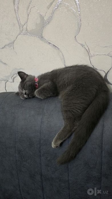 Котёнок скоттиш страйт