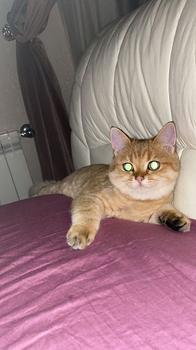 Бриташки милашки золотые шиншиллы