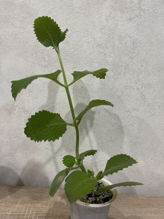 Мята домашняя