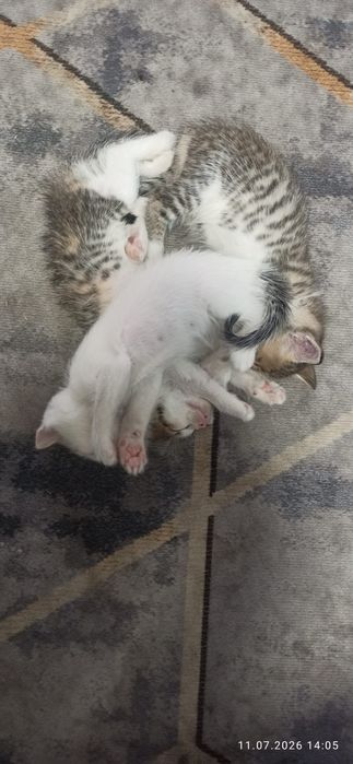 Отдам котят в хорошие руки