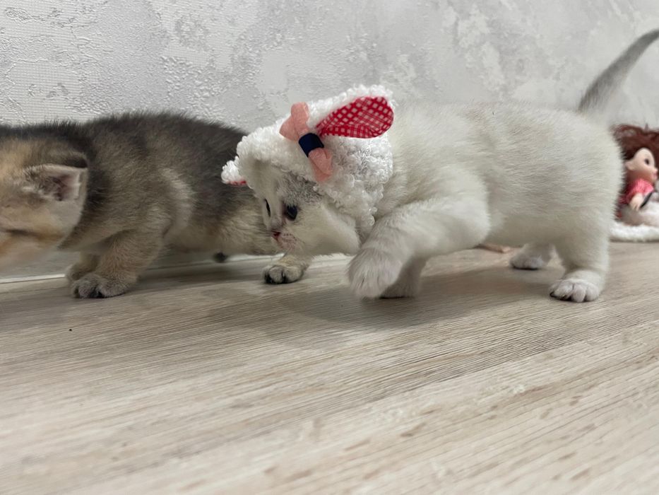 Шотландские пушистые шиншиллы