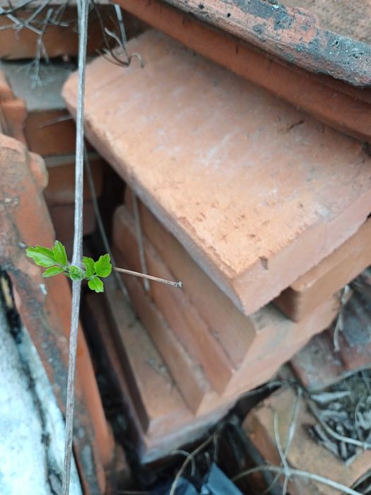 Огнеупорни топлоизолационни тухли + плътни тухли единички