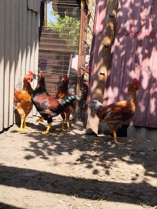 Продам Домашних Петушков , 4 месяца