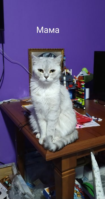 Шиншилла котенок