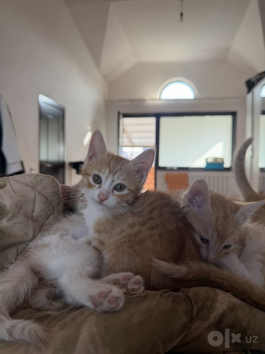 Отдам котята хорошим рукам