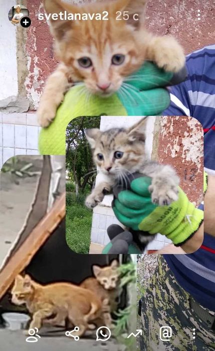 Подкинули котят. Ищем дом!