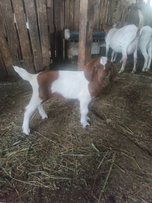 Vând țăpișor Boer