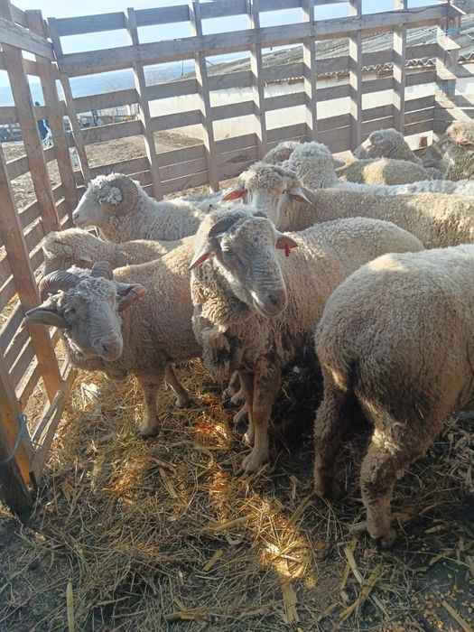 Vind 13 berbeci  de ținut sau de tăiat