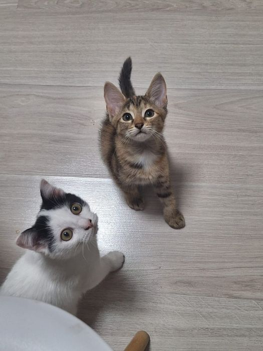 Отдам котят в добрые руки