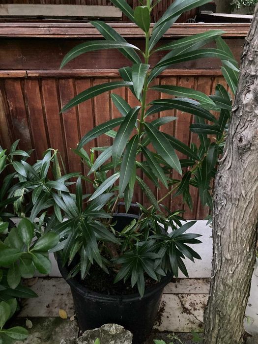 Закуми цветя в саксии 1.20-1.60