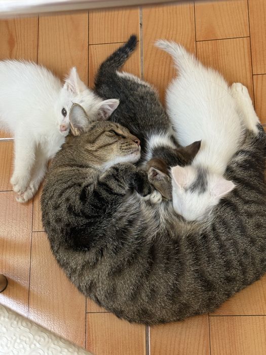 Котята в добрые заботлевые руки.