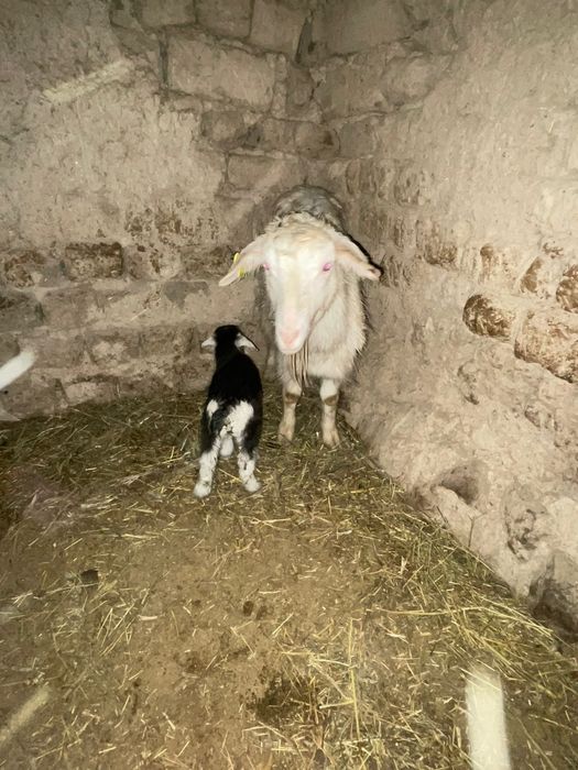 Сүтті Ешкілер сатылады