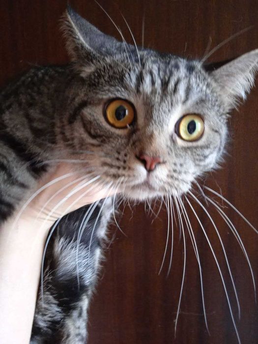 Кот британец -шиншила, кастрат 1 год.