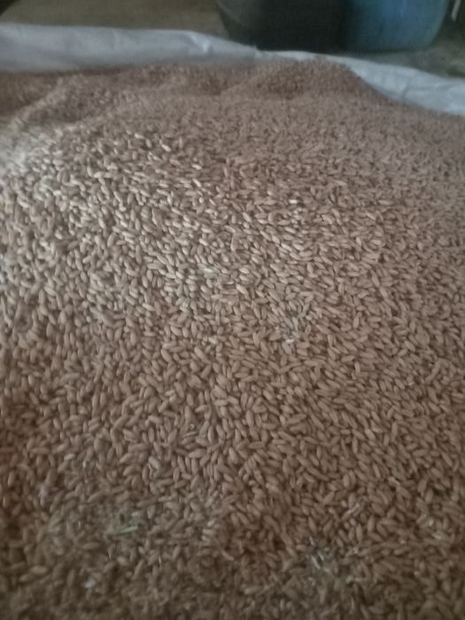 Vand floarea soarelui, grau de toamna si orzoaica de primavara