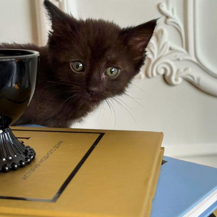 Котенок-мальчик в надежные руки