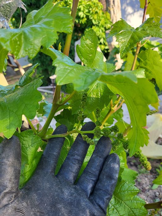 Виноград черенки