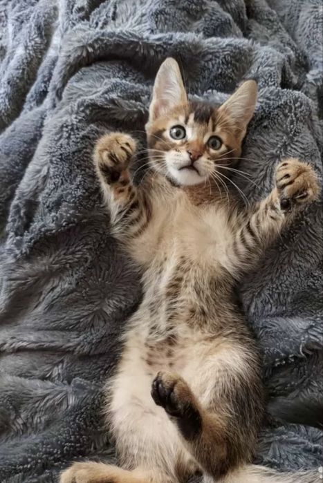 Котятя чаузи милые