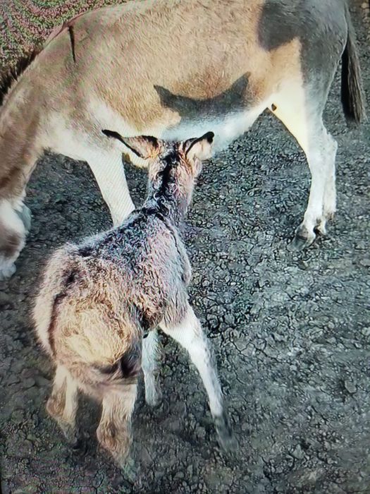 Vând măgărite fatate recent