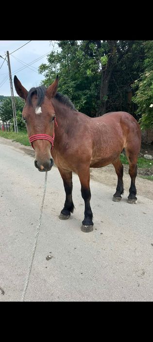 Vând manz de 2 ani la 170 înălțime