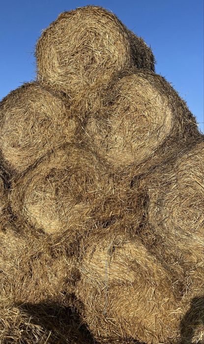 Vand Baloti de Coceni si de Paie