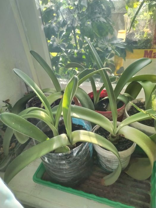 Продам комнатные цветы