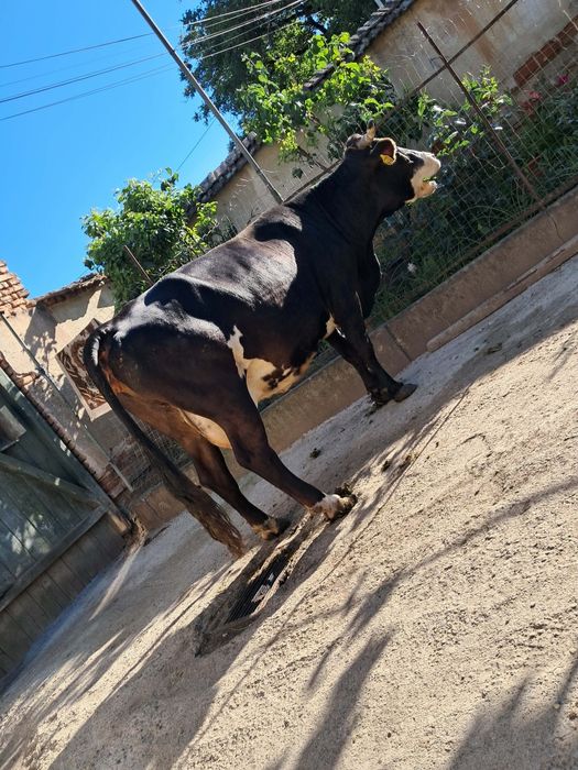 Vand vaca de abator foarte grasa