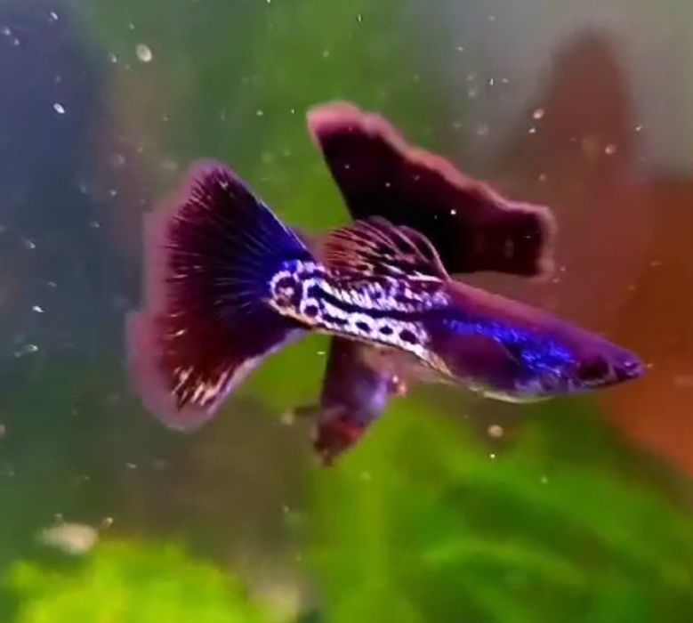 Продам гуппи чистая линия