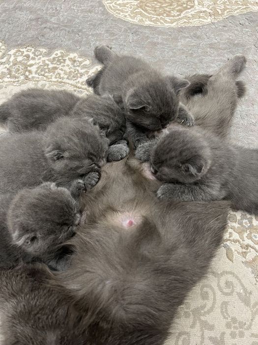 Вислоухие Шотландские котята