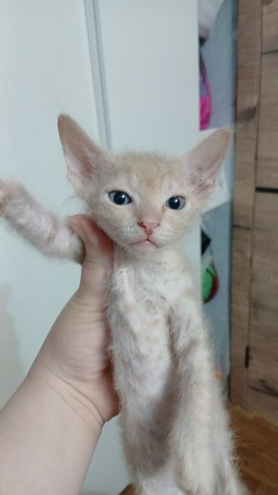 Котята канадский сфинкс