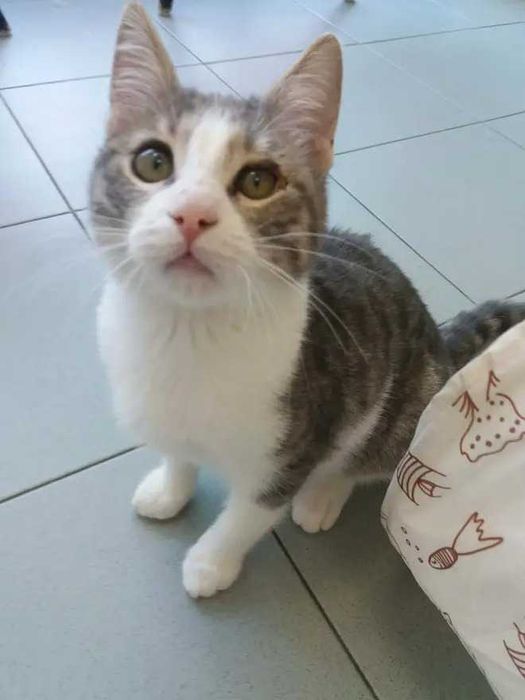 Коте Тигър търси дом