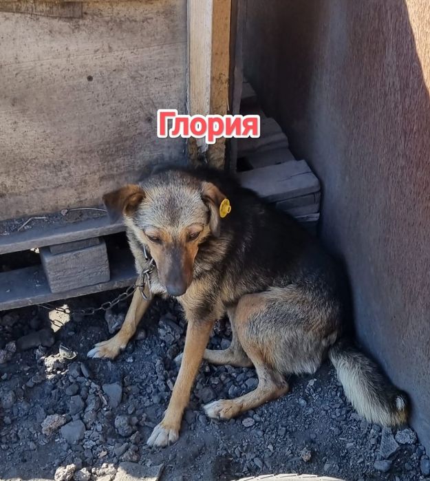 Дарю в добрые и ответственные руки