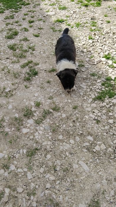 Donez căței frumoși