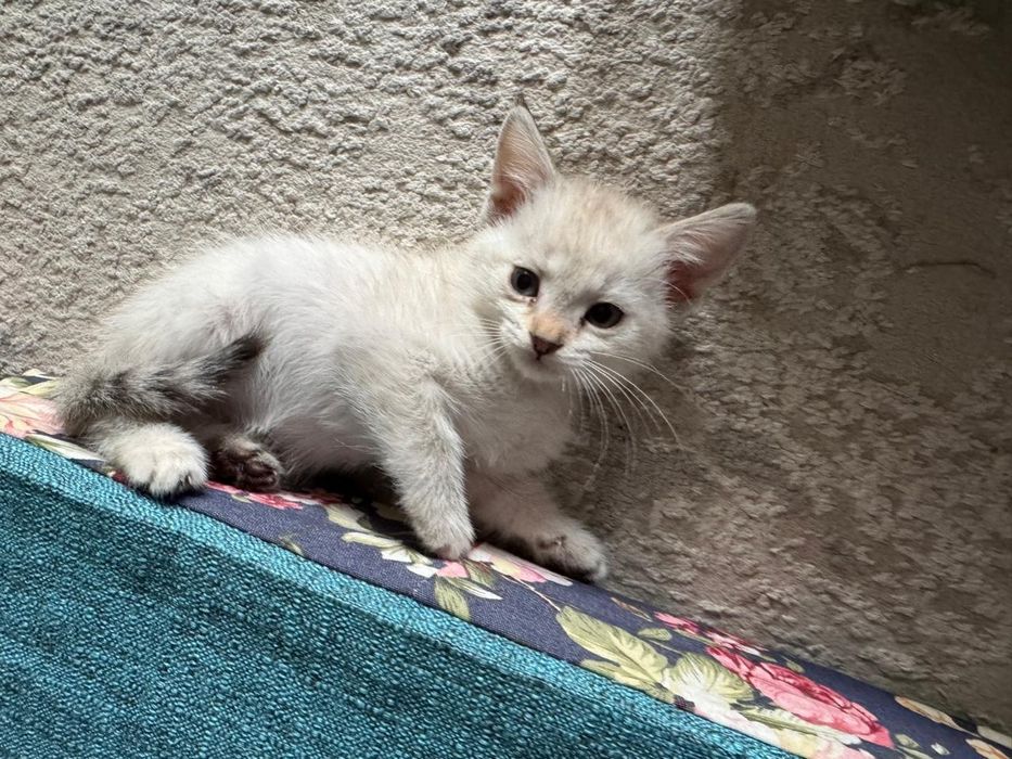 Отдам котят в добрые руки.