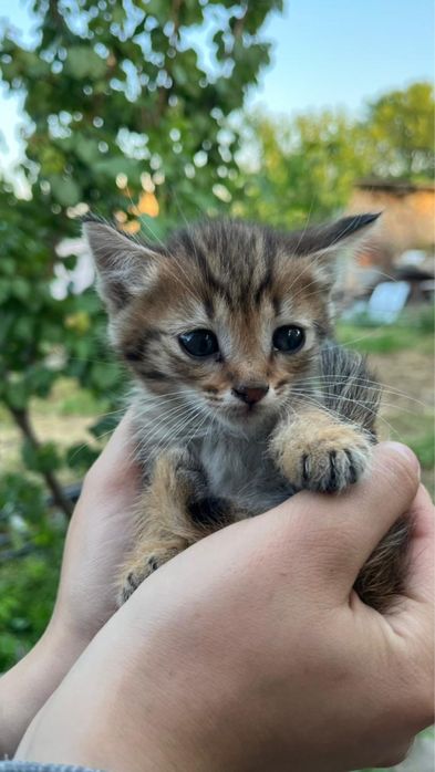 Милые котята в добрые руки