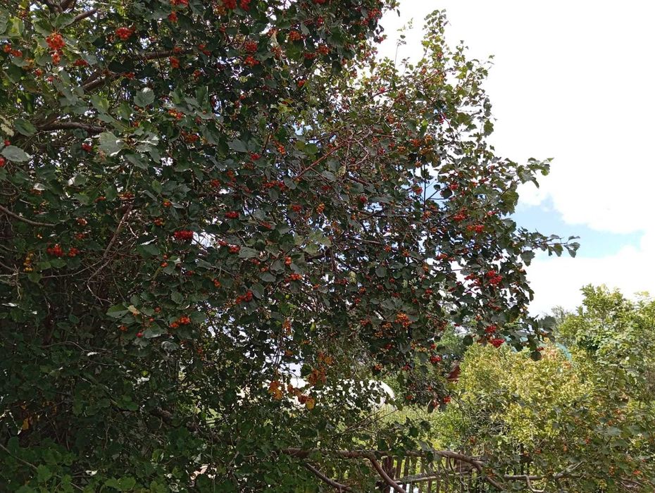 Продам дачу по Зерендинской трассе.