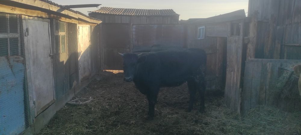 Продам тёлочек на согым