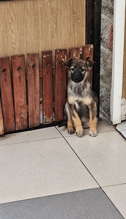 Чудо - энерджайзеры ищут хозяина!