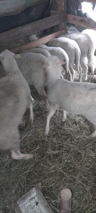 Oi lacaune de vanzare